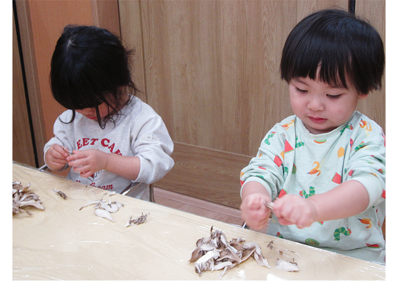 2月 もぐぱく通信 食育 まいたけほぐし